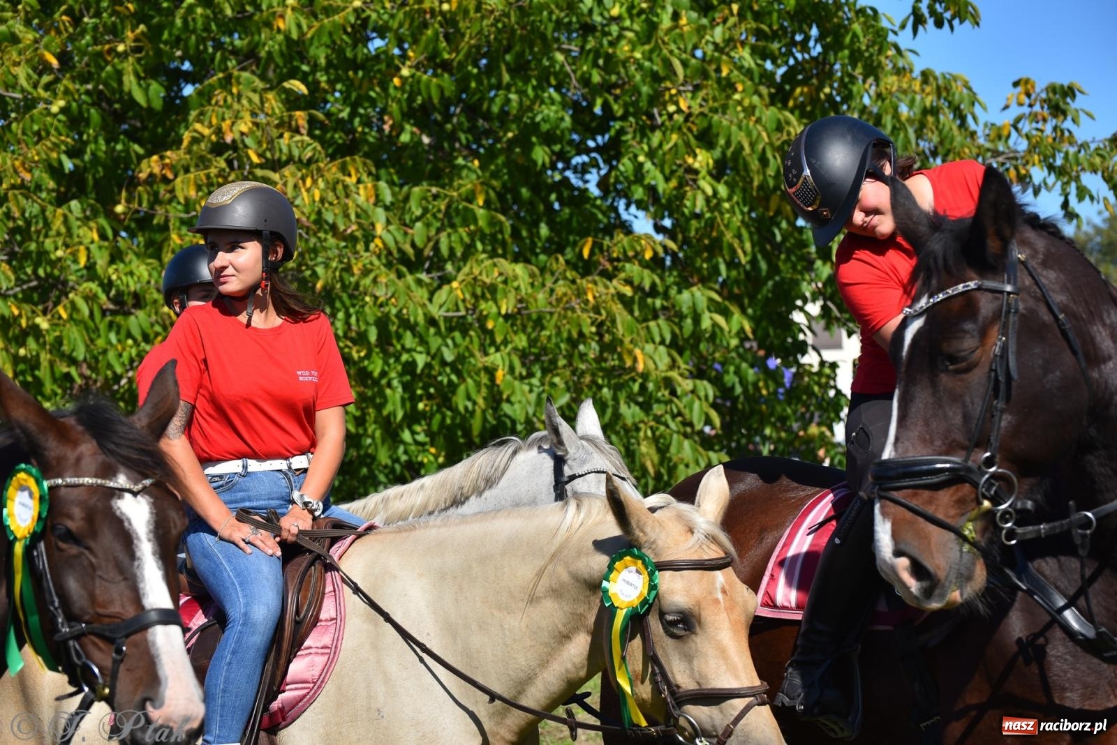 Zdjęcie w galerii na portalu naszraciborz.pl: Hubertus na Ostrogu. Jeźdźcy, bryczki i pogoń za lisem w Raciborzu wiadomości z regionu