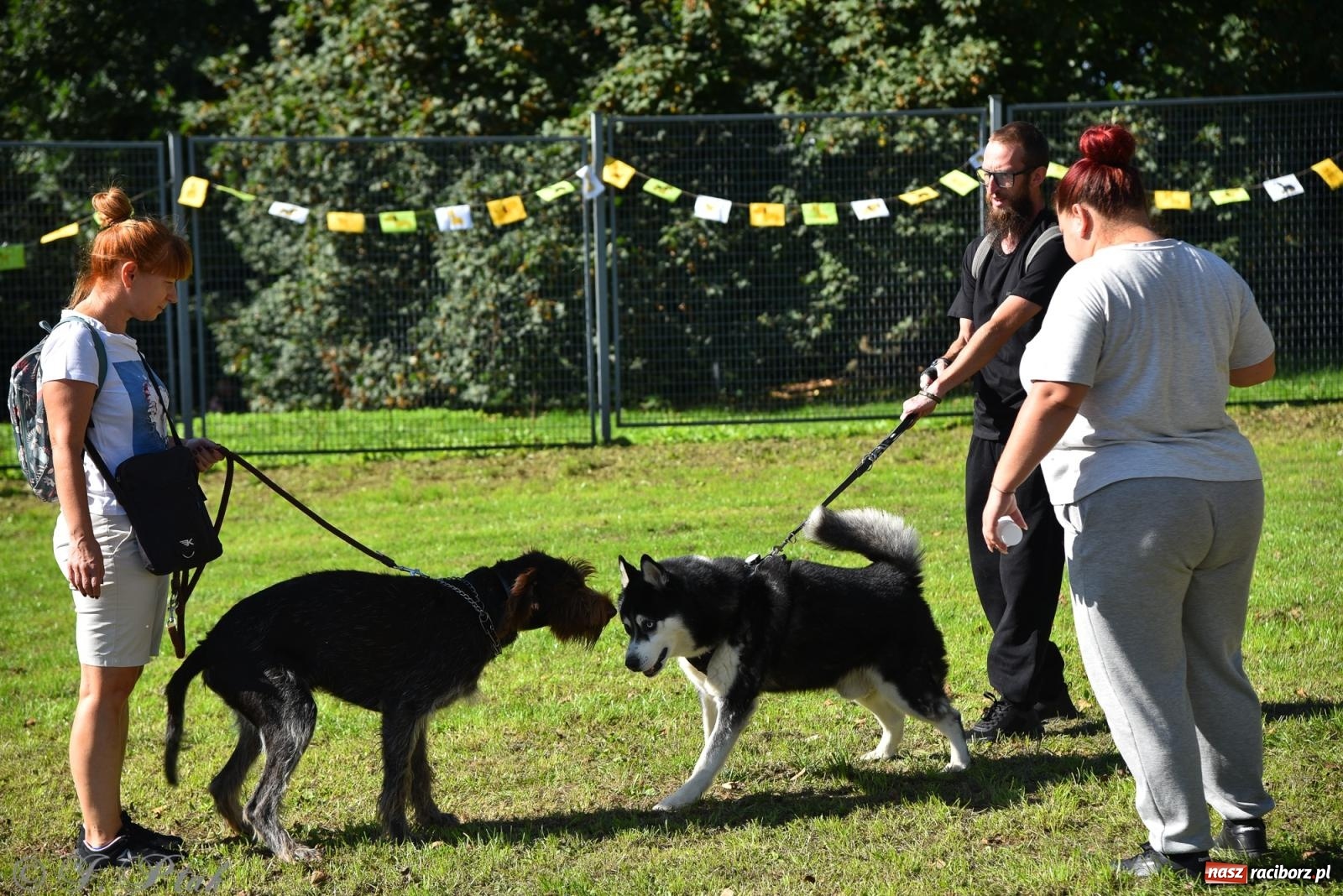 Zdjęcie w galerii na portalu naszraciborz.pl: Dogtrekking w Raciborzu przyciągnął miłośników czworonogów [FOTO] wiadomości z regionu