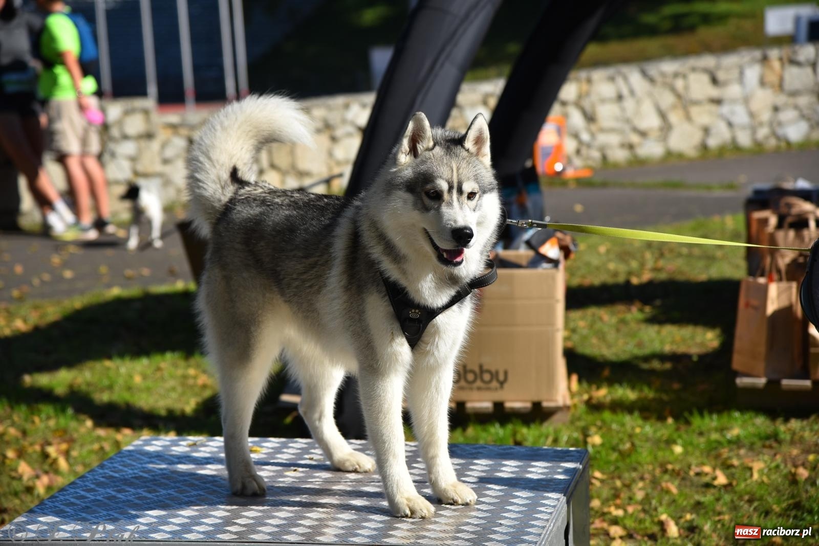 Zdjęcie w galerii na portalu naszraciborz.pl: Dogtrekking w Raciborzu przyciągnął miłośników czworonogów [FOTO] wiadomości z regionu