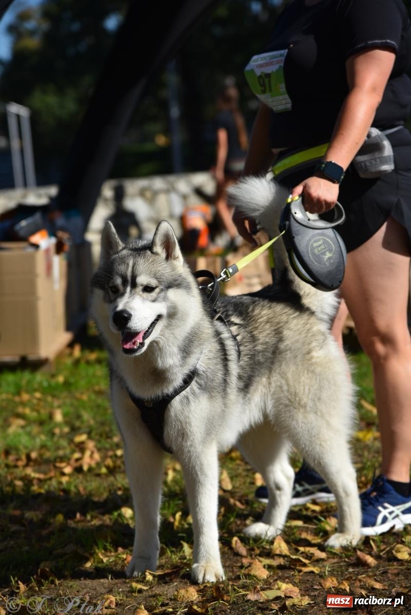 Zdjęcie w galerii na portalu naszraciborz.pl: Dogtrekking w Raciborzu przyciągnął miłośników czworonogów [FOTO] wiadomości z regionu