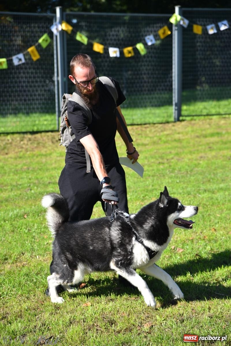 Zdjęcie w galerii na portalu naszraciborz.pl: Dogtrekking w Raciborzu przyciągnął miłośników czworonogów [FOTO] wiadomości z regionu
