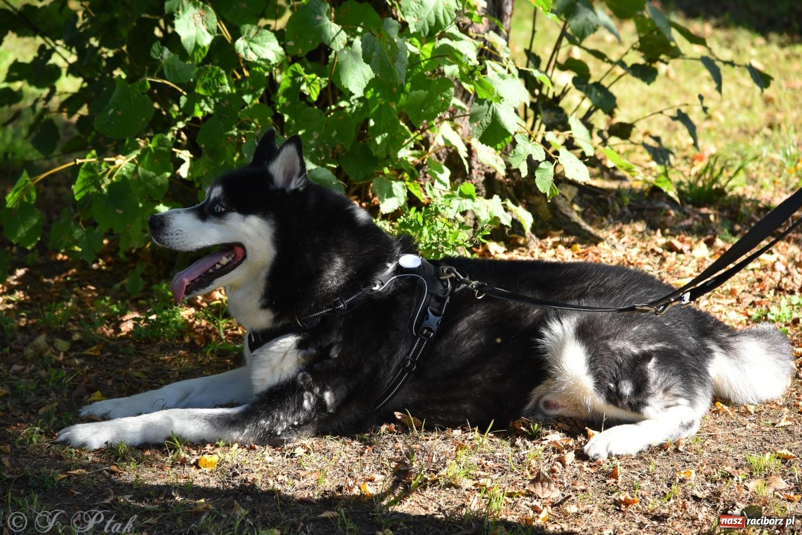 Zdjęcie w galerii na portalu naszraciborz.pl: Dogtrekking w Raciborzu przyciągnął miłośników czworonogów [FOTO] wiadomości z regionu