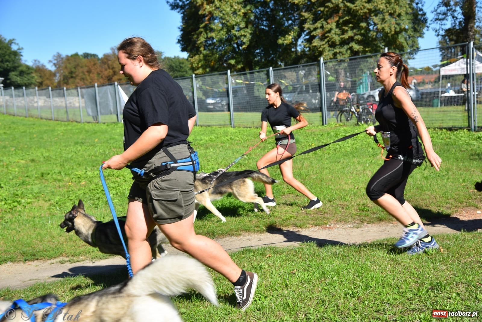 Zdjęcie w galerii na portalu naszraciborz.pl: Dogtrekking w Raciborzu przyciągnął miłośników czworonogów [FOTO] wiadomości z regionu