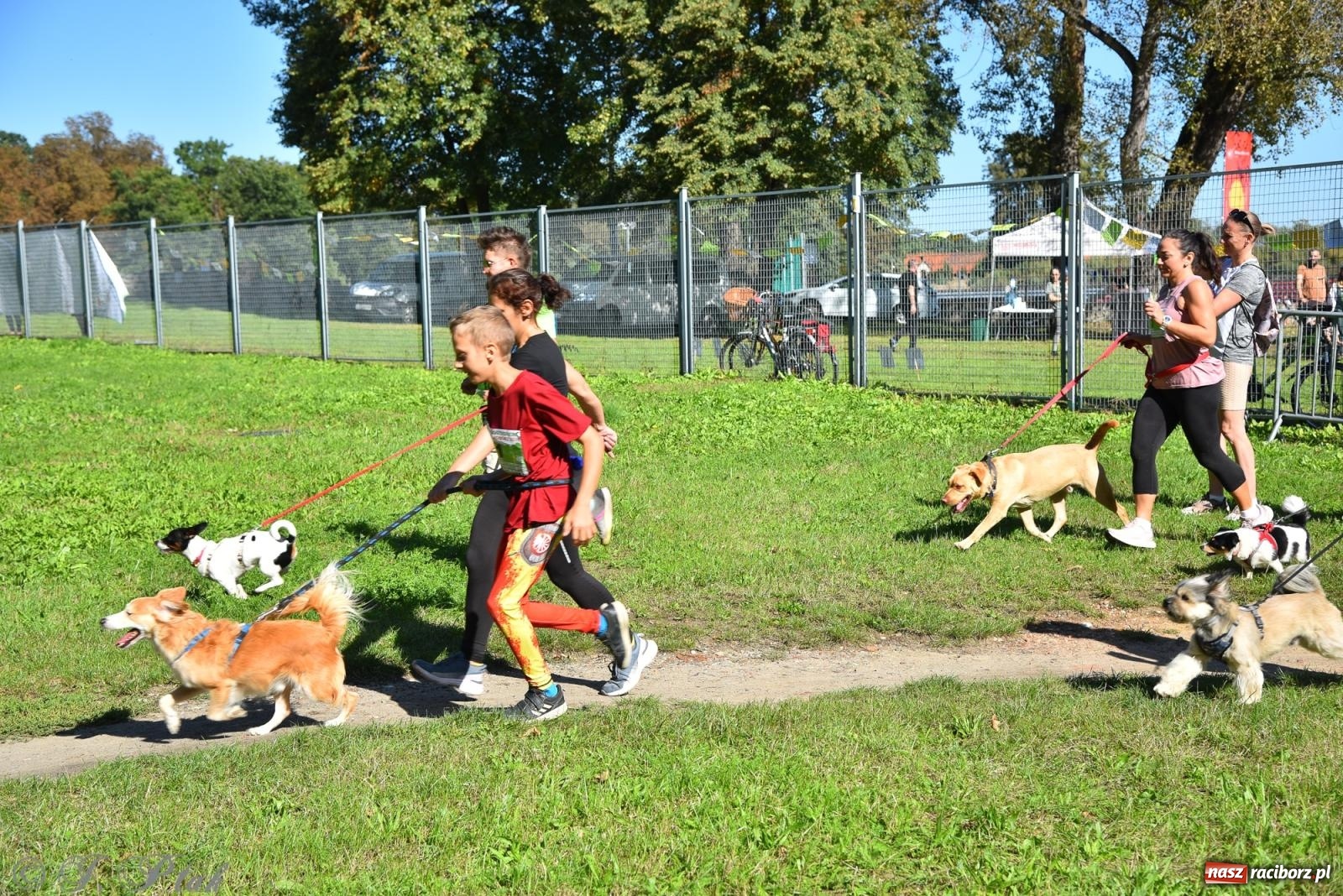 Zdjęcie w galerii na portalu naszraciborz.pl: Dogtrekking w Raciborzu przyciągnął miłośników czworonogów [FOTO] wiadomości z regionu