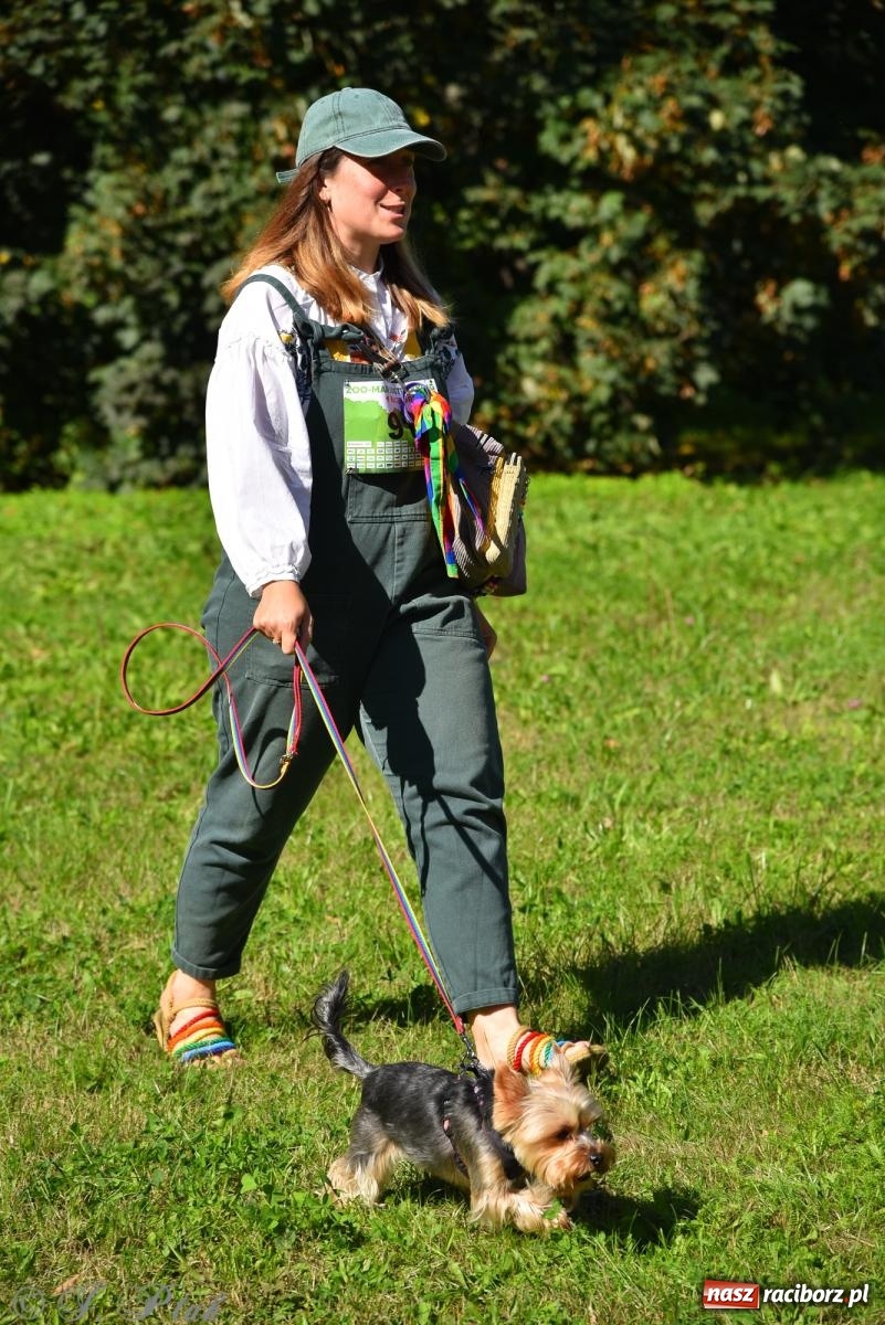 Zdjęcie w galerii na portalu naszraciborz.pl: Dogtrekking w Raciborzu przyciągnął miłośników czworonogów [FOTO] wiadomości z regionu