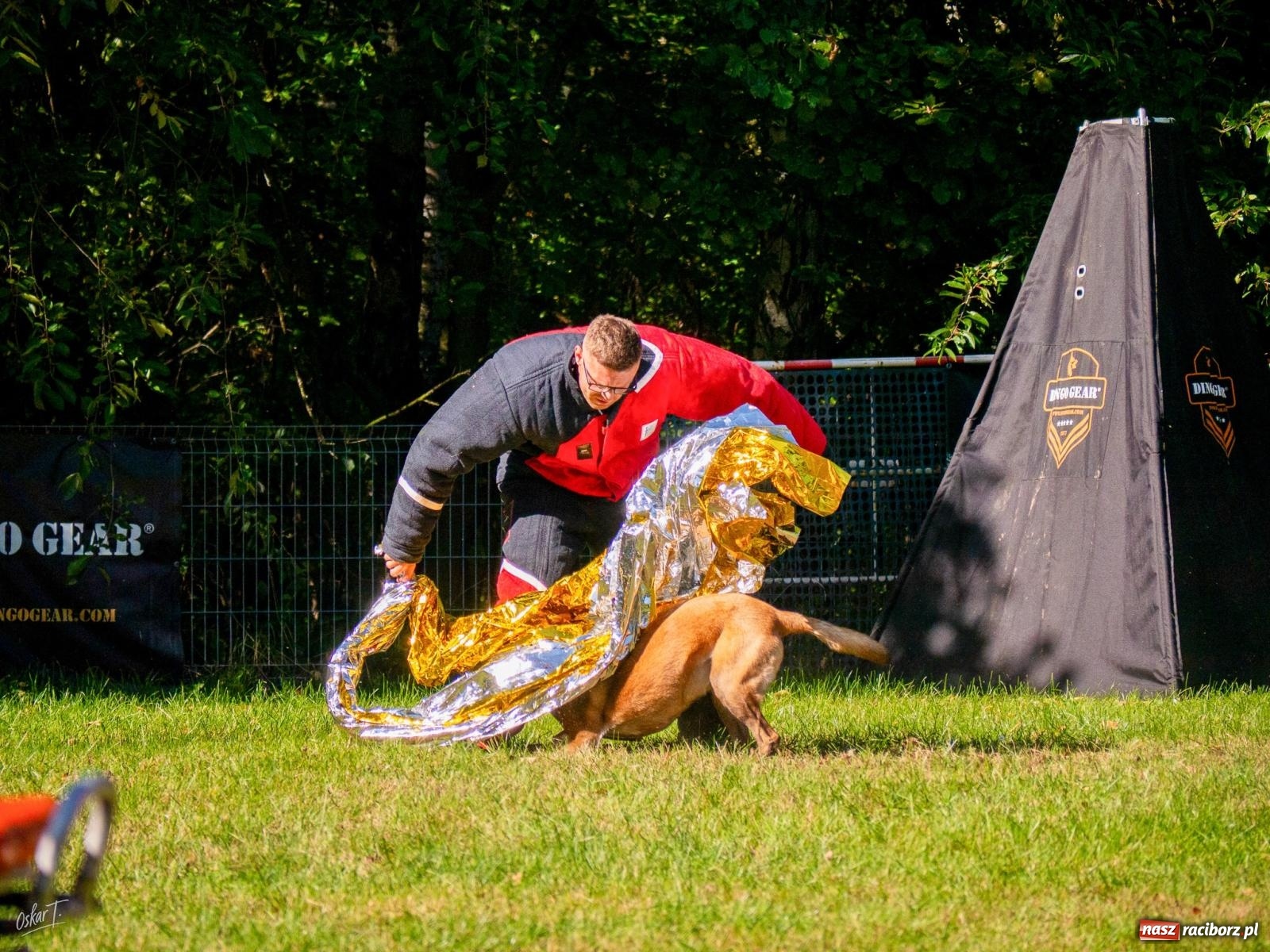 Zdjęcie w galerii na portalu naszraciborz.pl: Psy w akcji w Babicach. Trwa Mondioring Cup of Nations wiadomości z regionu