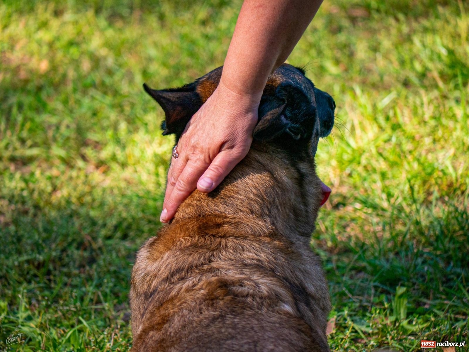 Zdjęcie w galerii na portalu naszraciborz.pl: Psy w akcji w Babicach. Trwa Mondioring Cup of Nations wiadomości z regionu