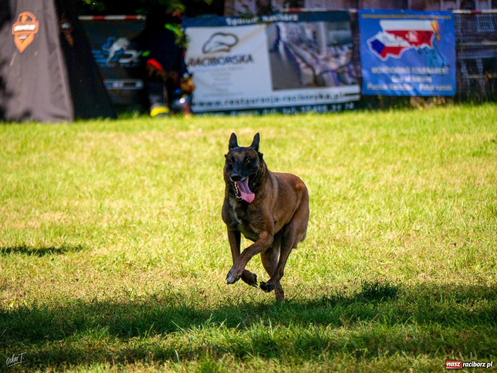 Zdjęcie w galerii na portalu naszraciborz.pl: Psy w akcji w Babicach. Trwa Mondioring Cup of Nations wiadomości z regionu