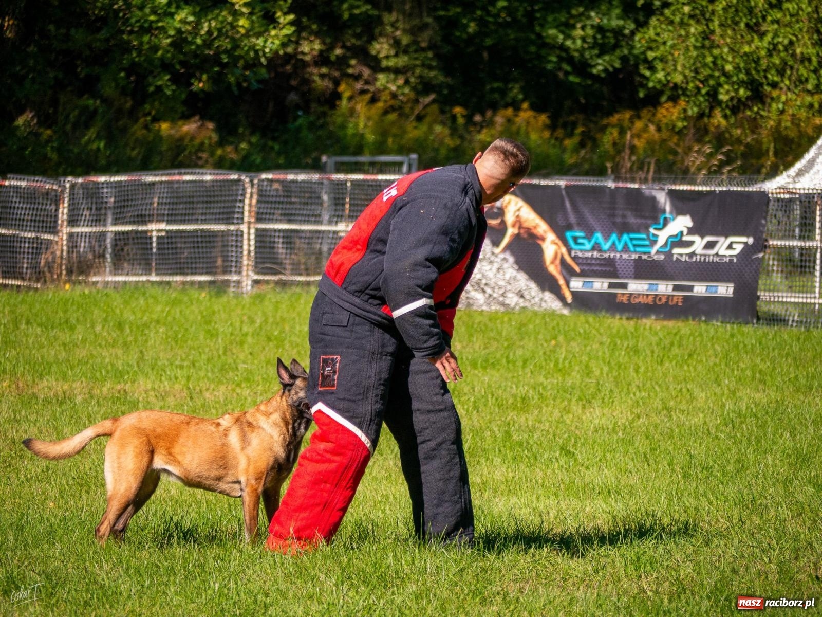 Zdjęcie w galerii na portalu naszraciborz.pl: Psy w akcji w Babicach. Trwa Mondioring Cup of Nations wiadomości z regionu