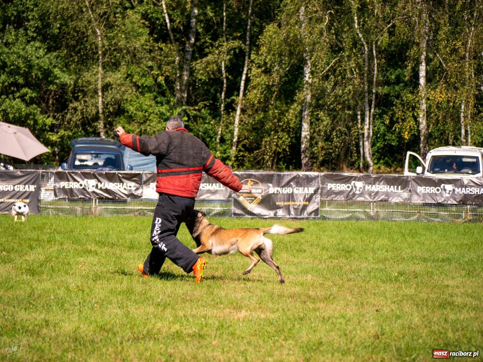 Zdjęcie w galerii na portalu naszraciborz.pl: Psy w akcji w Babicach. Trwa Mondioring Cup of Nations wiadomości z regionu
