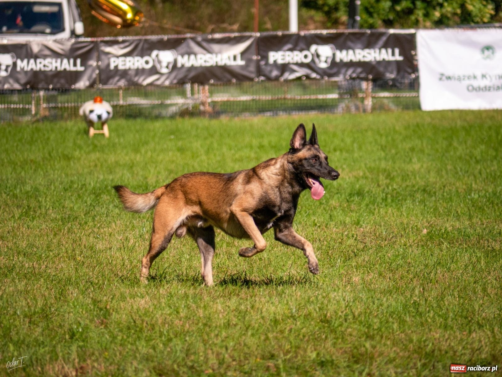 Zdjęcie w galerii na portalu naszraciborz.pl: Psy w akcji w Babicach. Trwa Mondioring Cup of Nations wiadomości z regionu