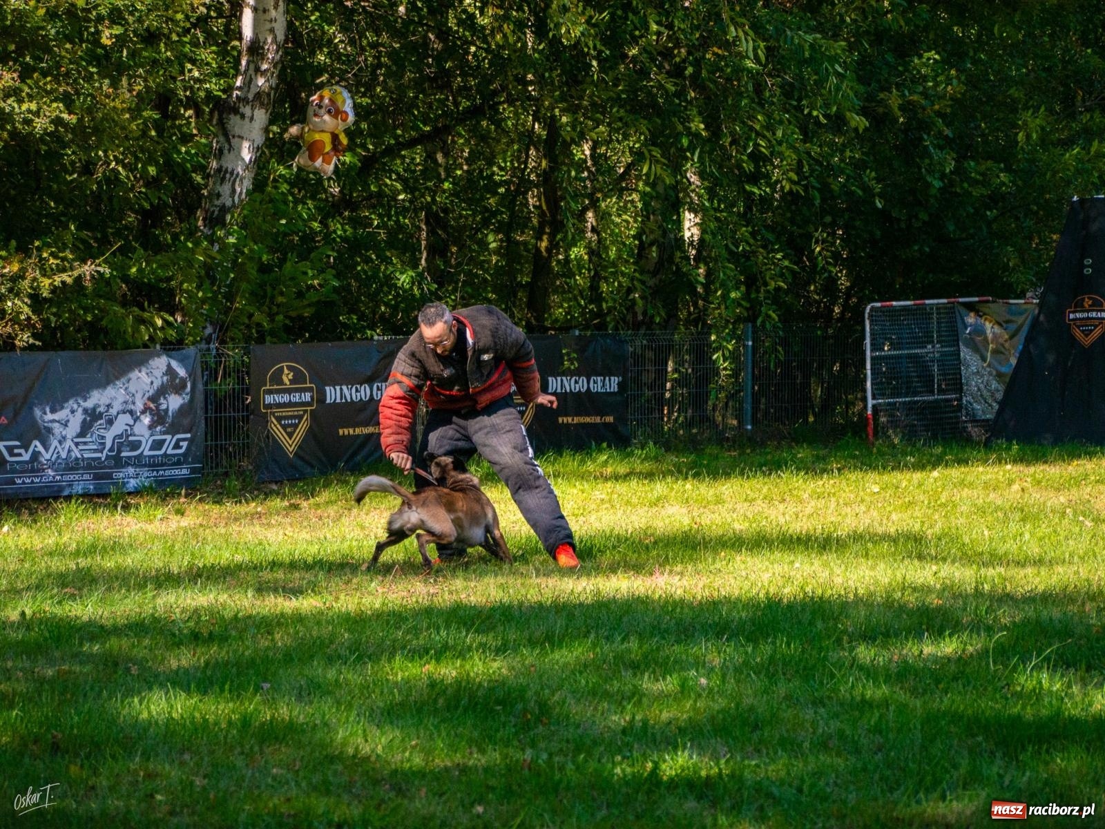 Zdjęcie w galerii na portalu naszraciborz.pl: Psy w akcji w Babicach. Trwa Mondioring Cup of Nations wiadomości z regionu