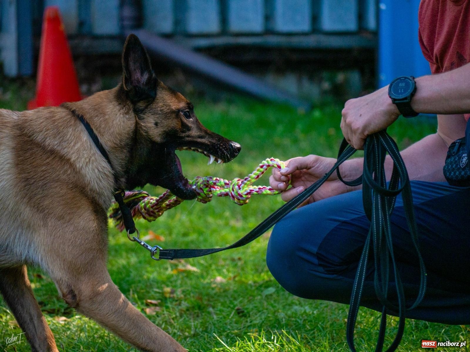 Zdjęcie w galerii na portalu naszraciborz.pl: Psy w akcji w Babicach. Trwa Mondioring Cup of Nations wiadomości z regionu