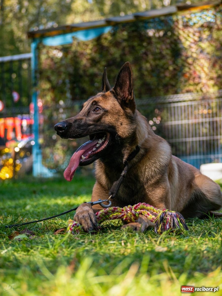 Zdjęcie w galerii na portalu naszraciborz.pl: Psy w akcji w Babicach. Trwa Mondioring Cup of Nations wiadomości z regionu