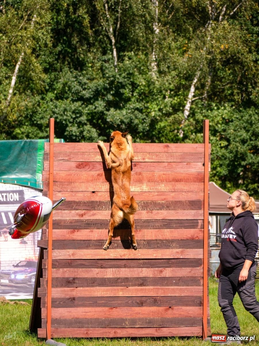 Zdjęcie w galerii na portalu naszraciborz.pl: Psy w akcji w Babicach. Trwa Mondioring Cup of Nations wiadomości z regionu