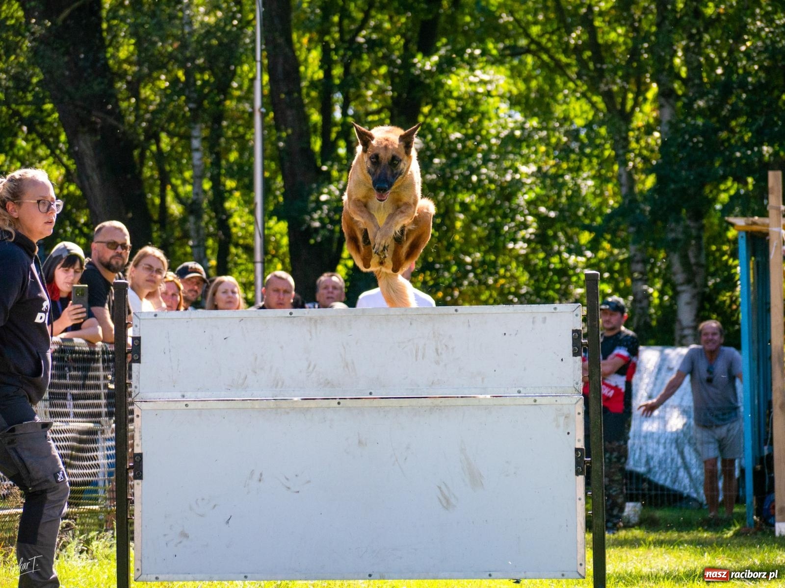 Zdjęcie w galerii na portalu naszraciborz.pl: Psy w akcji w Babicach. Trwa Mondioring Cup of Nations wiadomości z regionu