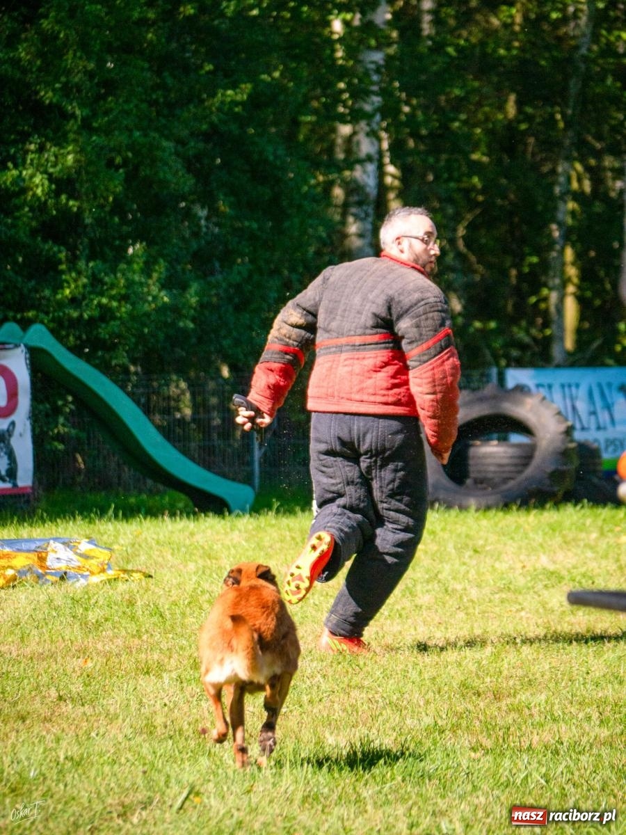 Zdjęcie w galerii na portalu naszraciborz.pl: Psy w akcji w Babicach. Trwa Mondioring Cup of Nations wiadomości z regionu