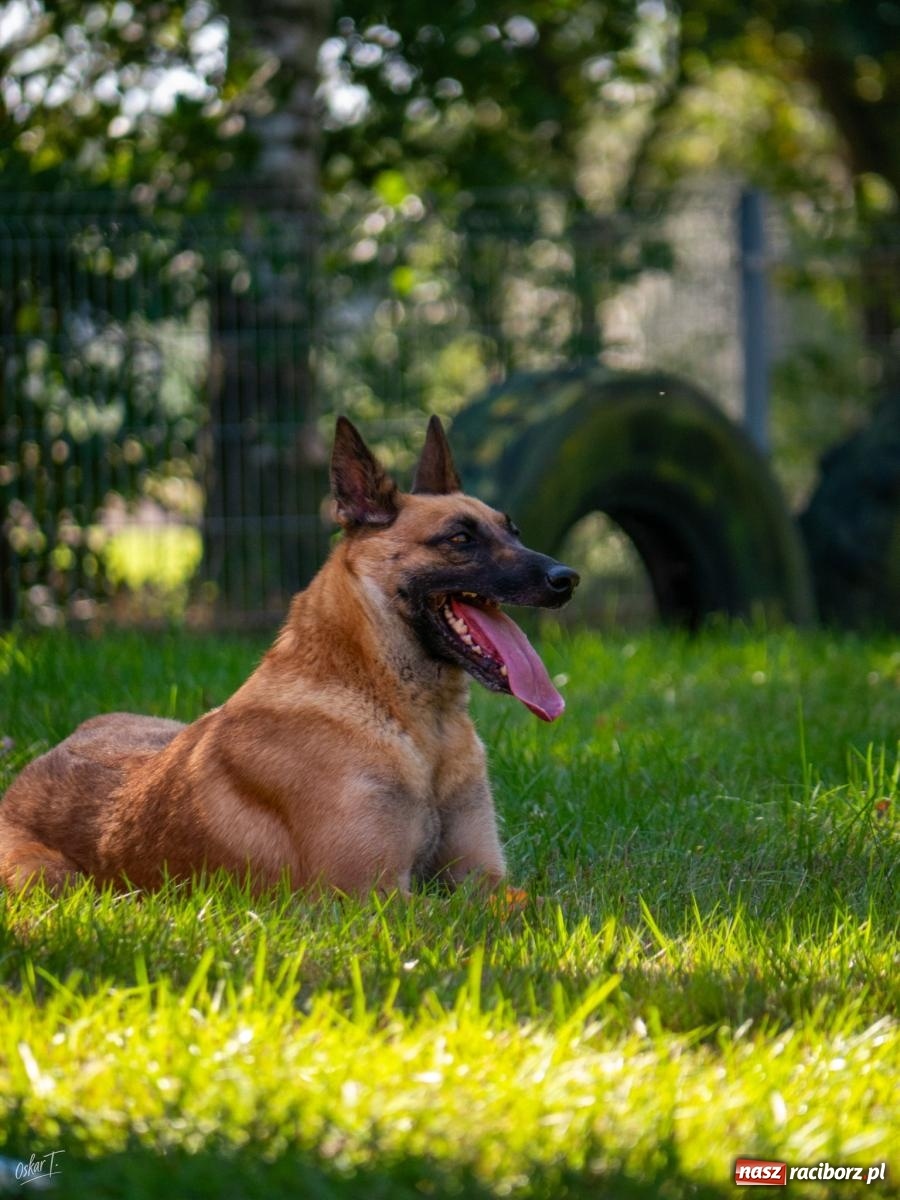 Zdjęcie w galerii na portalu naszraciborz.pl: Psy w akcji w Babicach. Trwa Mondioring Cup of Nations wiadomości z regionu