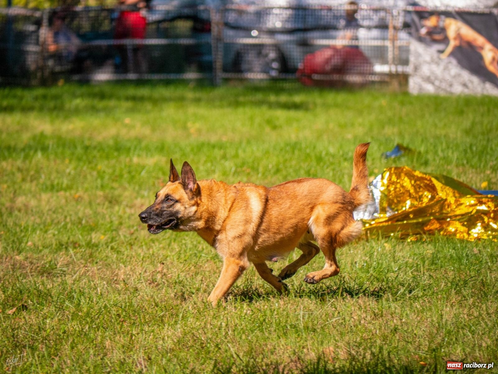 Zdjęcie w galerii na portalu naszraciborz.pl: Psy w akcji w Babicach. Trwa Mondioring Cup of Nations wiadomości z regionu