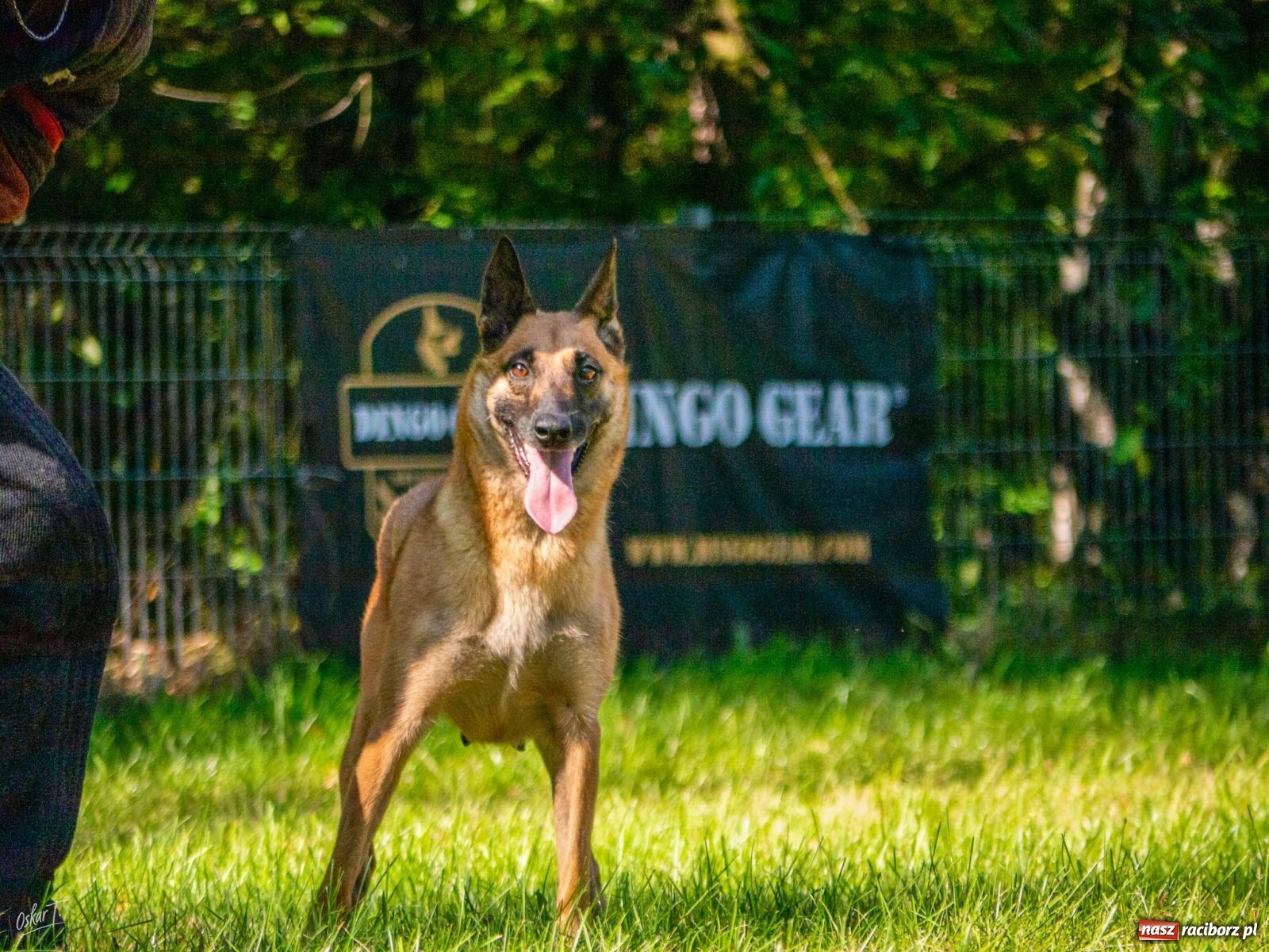 Zdjęcie w galerii na portalu naszraciborz.pl: Psy w akcji w Babicach. Trwa Mondioring Cup of Nations wiadomości z regionu