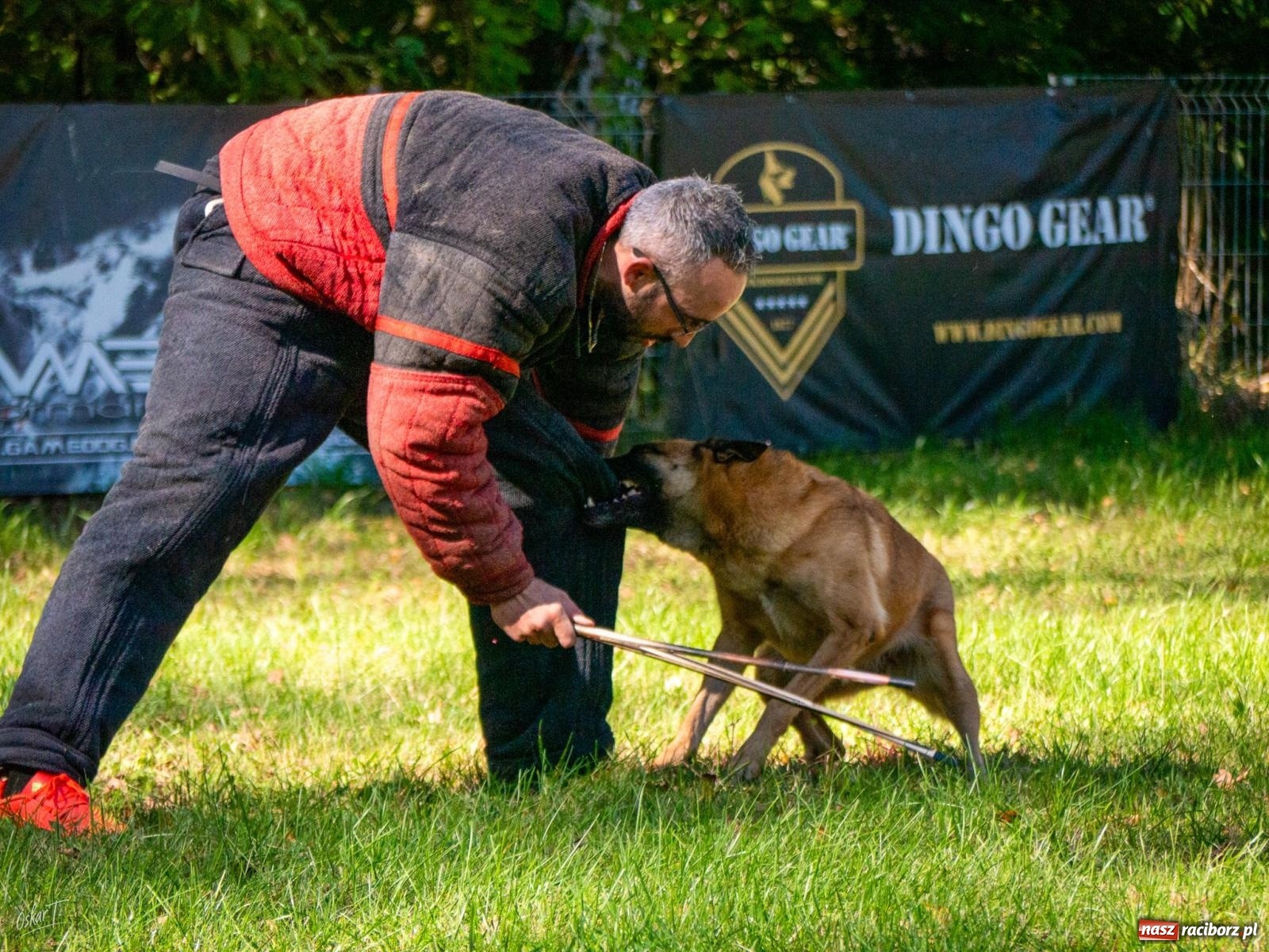Zdjęcie w galerii na portalu naszraciborz.pl: Psy w akcji w Babicach. Trwa Mondioring Cup of Nations wiadomości z regionu