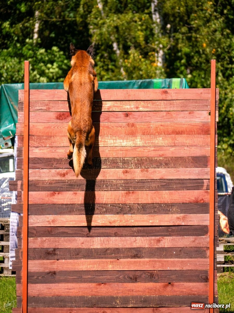 Zdjęcie w galerii na portalu naszraciborz.pl: Psy w akcji w Babicach. Trwa Mondioring Cup of Nations wiadomości z regionu