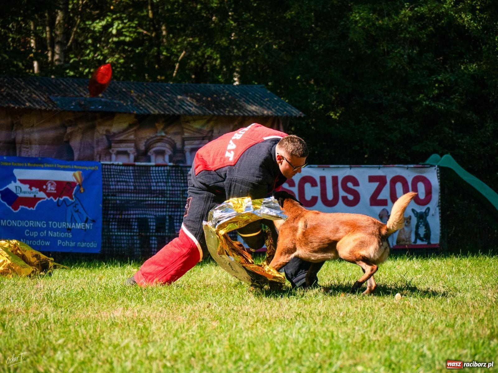 Zdjęcie w galerii na portalu naszraciborz.pl: Psy w akcji w Babicach. Trwa Mondioring Cup of Nations wiadomości z regionu