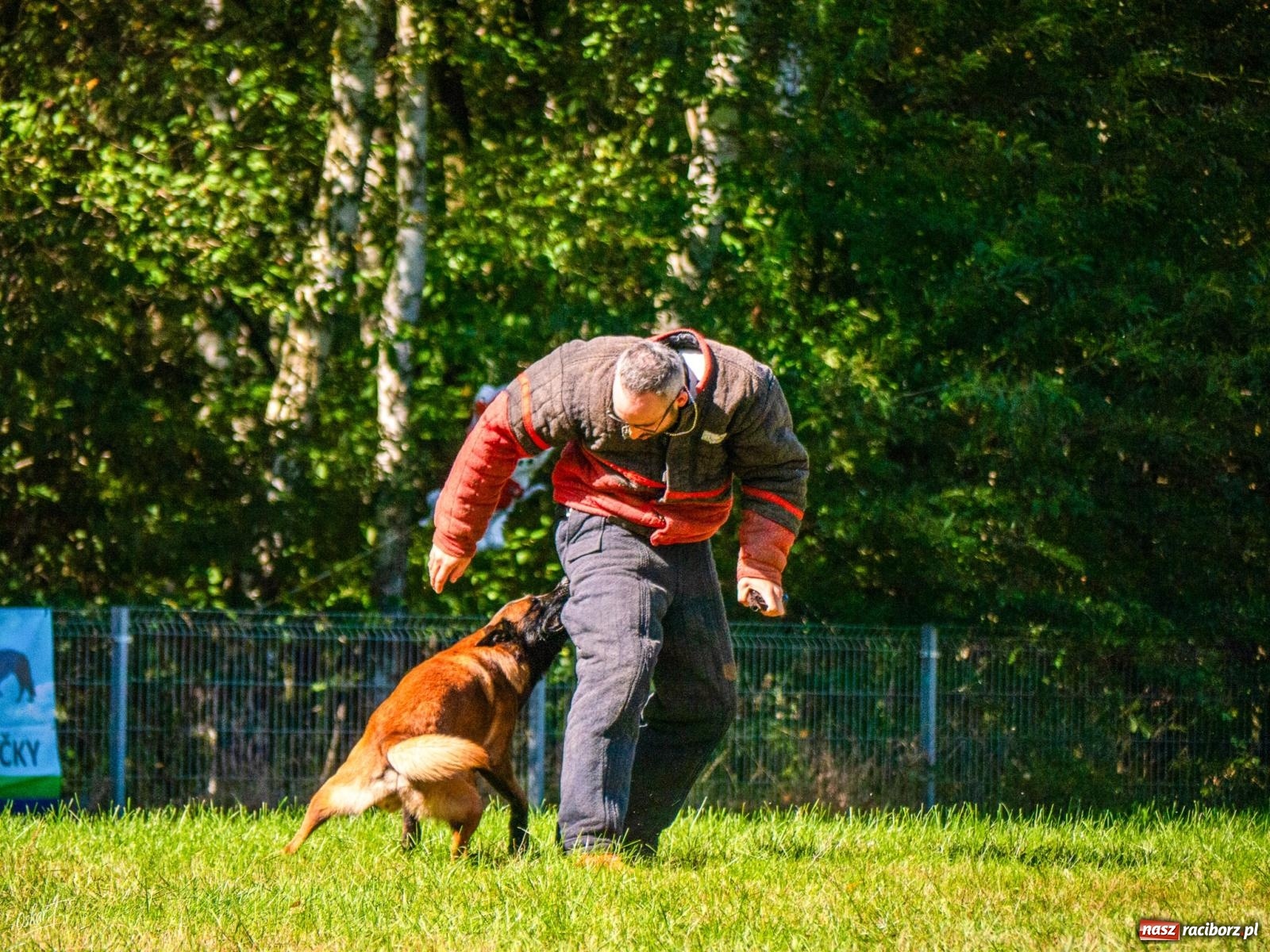 Zdjęcie w galerii na portalu naszraciborz.pl: Psy w akcji w Babicach. Trwa Mondioring Cup of Nations wiadomości z regionu