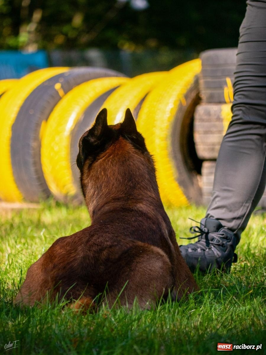 Zdjęcie w galerii na portalu naszraciborz.pl: Psy w akcji w Babicach. Trwa Mondioring Cup of Nations wiadomości z regionu