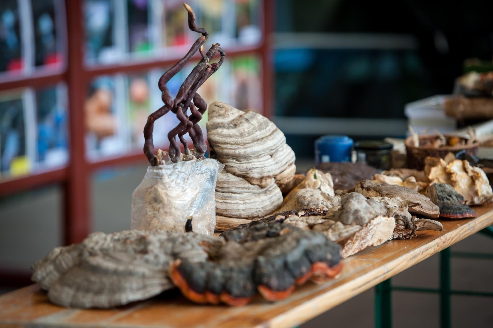 Zdjęcie w galerii na portalu naszraciborz.pl: Bezpieczne Grzybobranie 2025 za nami [FOTO] wiadomości z regionu