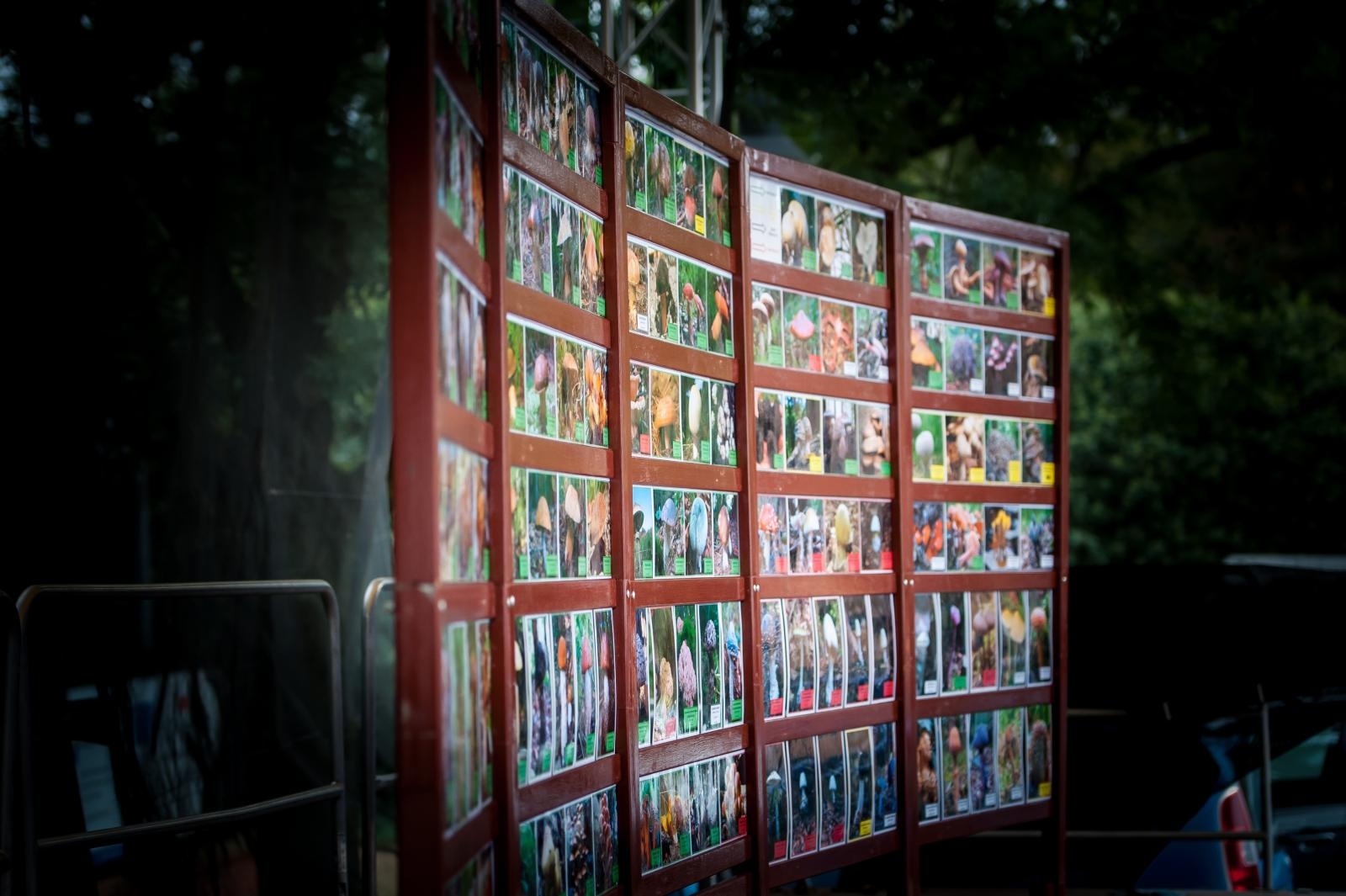 Zdjęcie w galerii na portalu naszraciborz.pl: Bezpieczne Grzybobranie 2025 za nami [FOTO] wiadomości z regionu