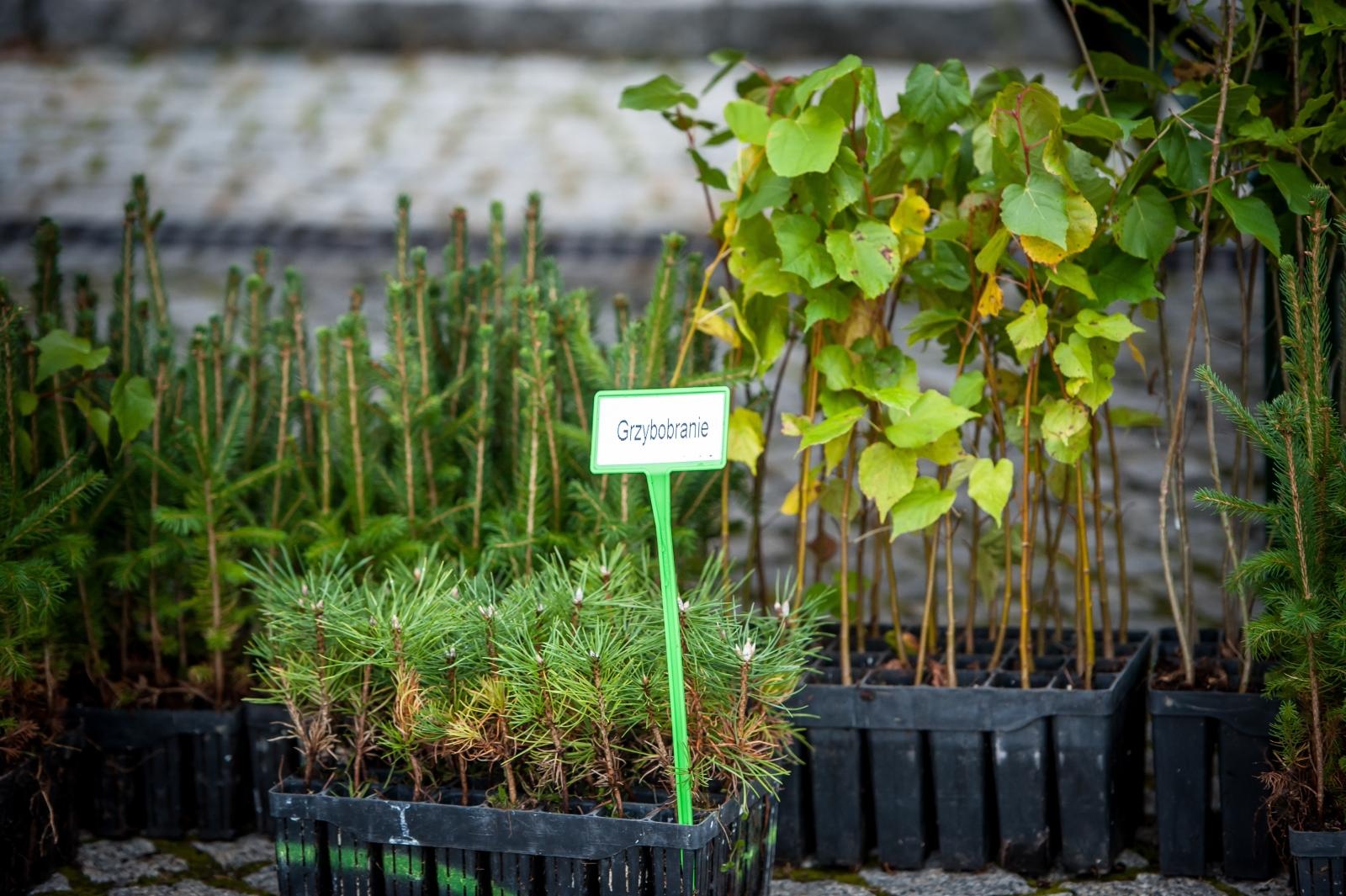 Zdjęcie w galerii na portalu naszraciborz.pl: Bezpieczne Grzybobranie 2025 za nami [FOTO] wiadomości z regionu