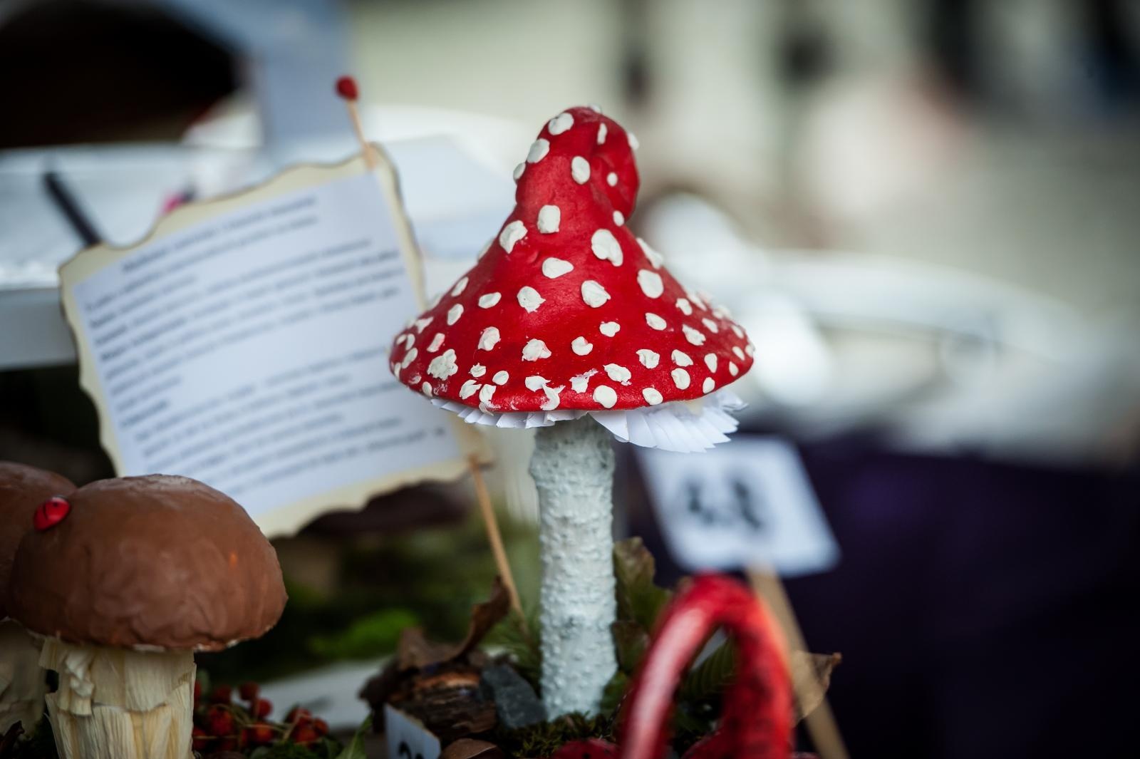 Zdjęcie w galerii na portalu naszraciborz.pl: Bezpieczne Grzybobranie 2025 za nami [FOTO] wiadomości z regionu