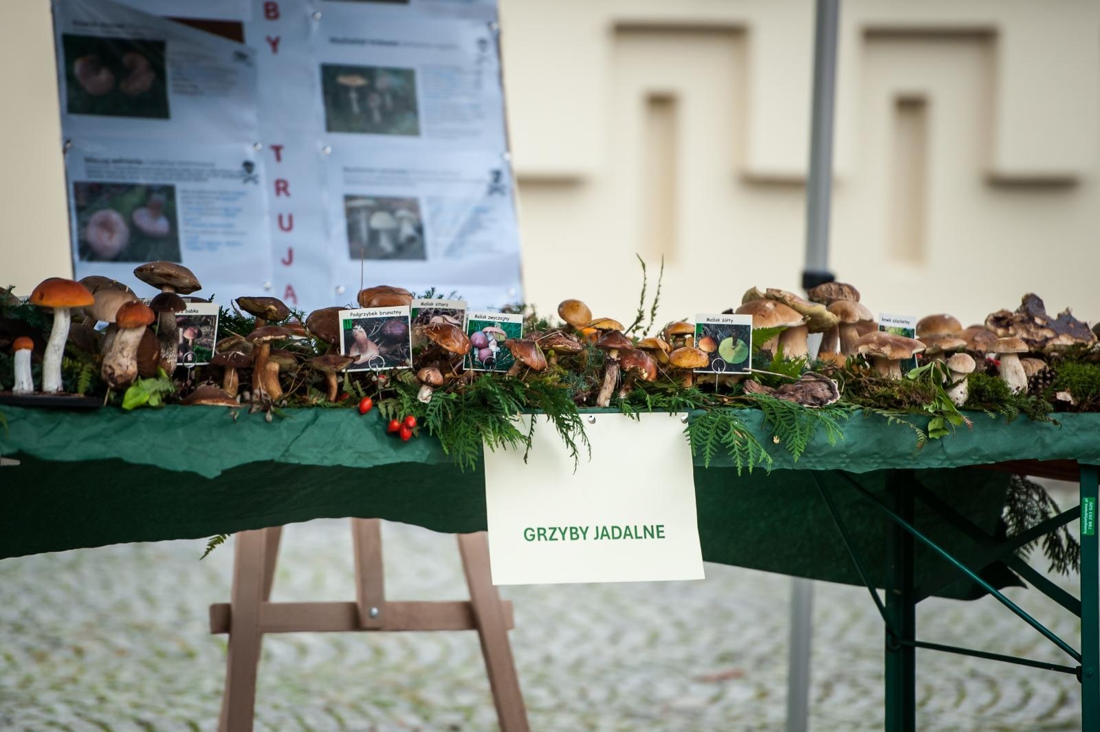 Zdjęcie w galerii na portalu naszraciborz.pl: Bezpieczne Grzybobranie 2025 za nami [FOTO] wiadomości z regionu