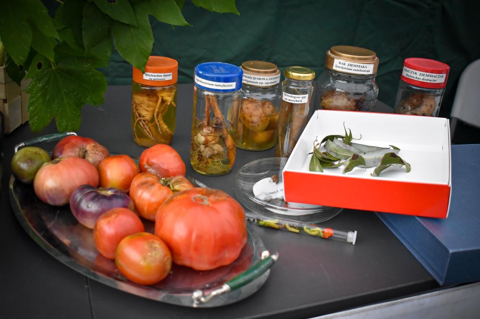 Zdjęcie w galerii na portalu naszraciborz.pl: Bezpieczne Grzybobranie 2025 za nami [FOTO] wiadomości z regionu