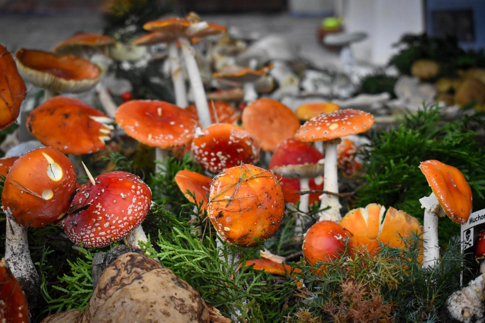 Zdjęcie w galerii na portalu naszraciborz.pl: Bezpieczne Grzybobranie 2025 za nami [FOTO] wiadomości z regionu