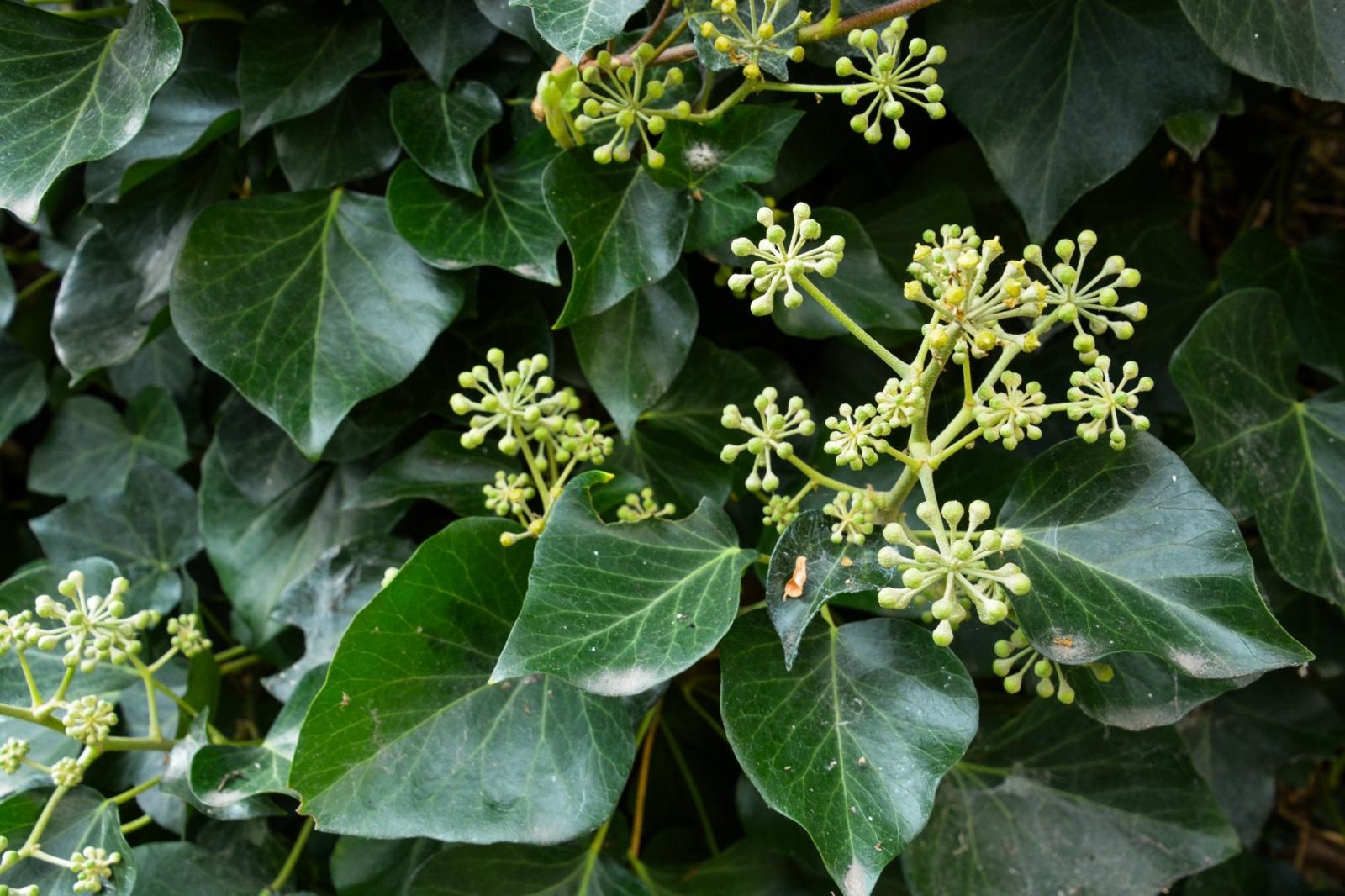 Zdjęcie w galerii na portalu naszraciborz.pl: Dziedziniec Zamku Piastowskiego będzie częściowo zadaszony. W drodze kolejne projekty i otwarcie restauracji wiadomości z regionu