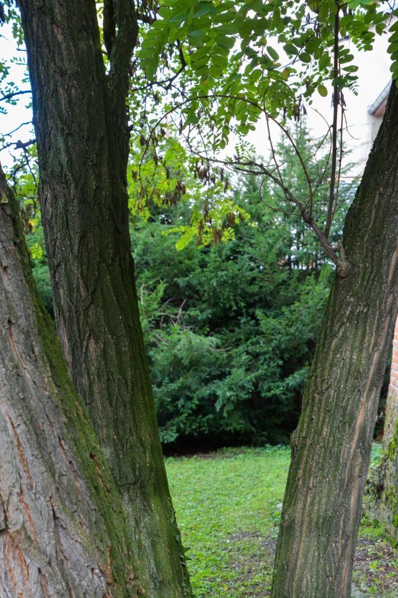 Zdjęcie w galerii na portalu naszraciborz.pl: Dziedziniec Zamku Piastowskiego będzie częściowo zadaszony. W drodze kolejne projekty i otwarcie restauracji wiadomości z regionu