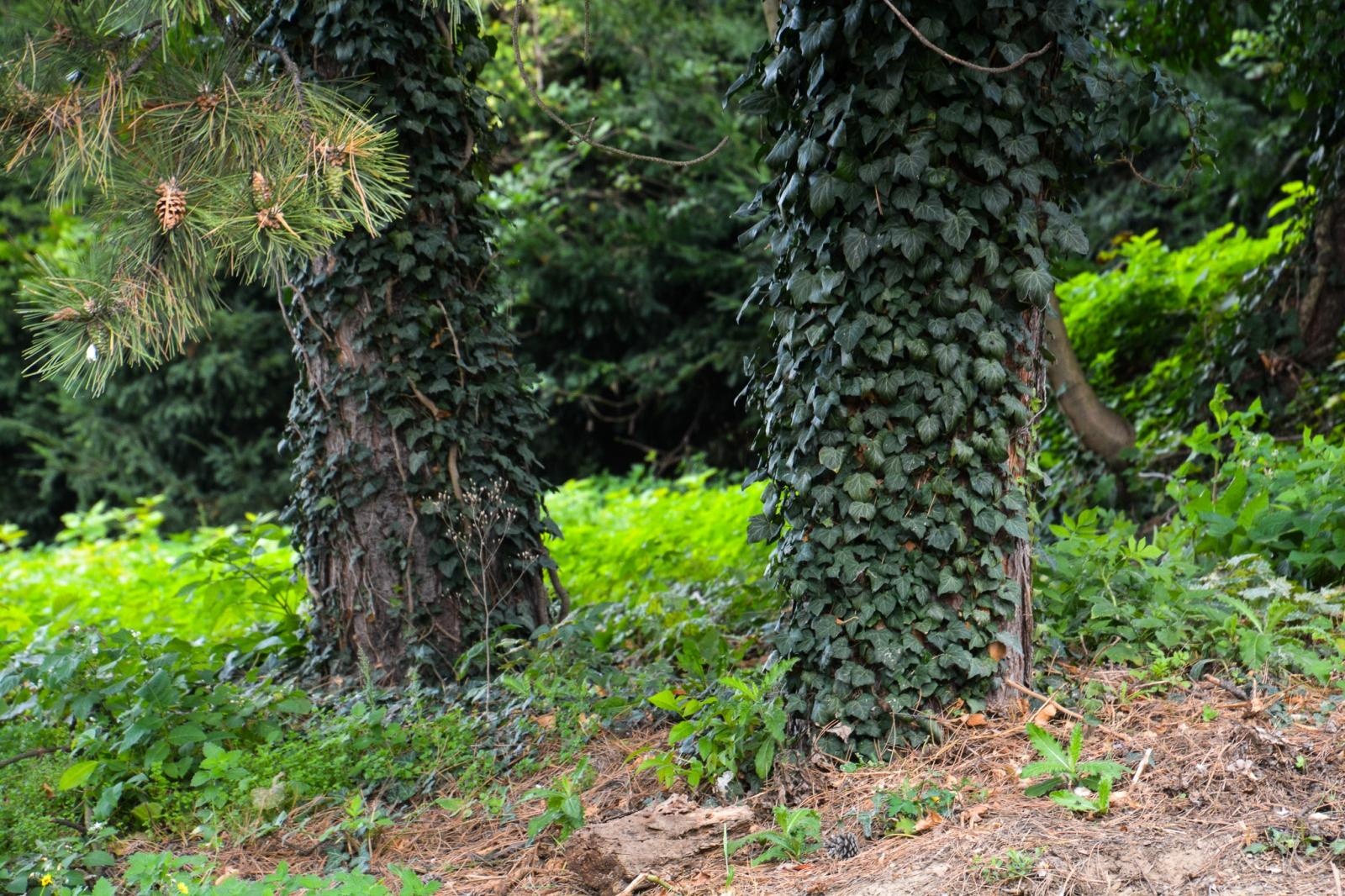 Zdjęcie w galerii na portalu naszraciborz.pl: Dziedziniec Zamku Piastowskiego będzie częściowo zadaszony. W drodze kolejne projekty i otwarcie restauracji wiadomości z regionu