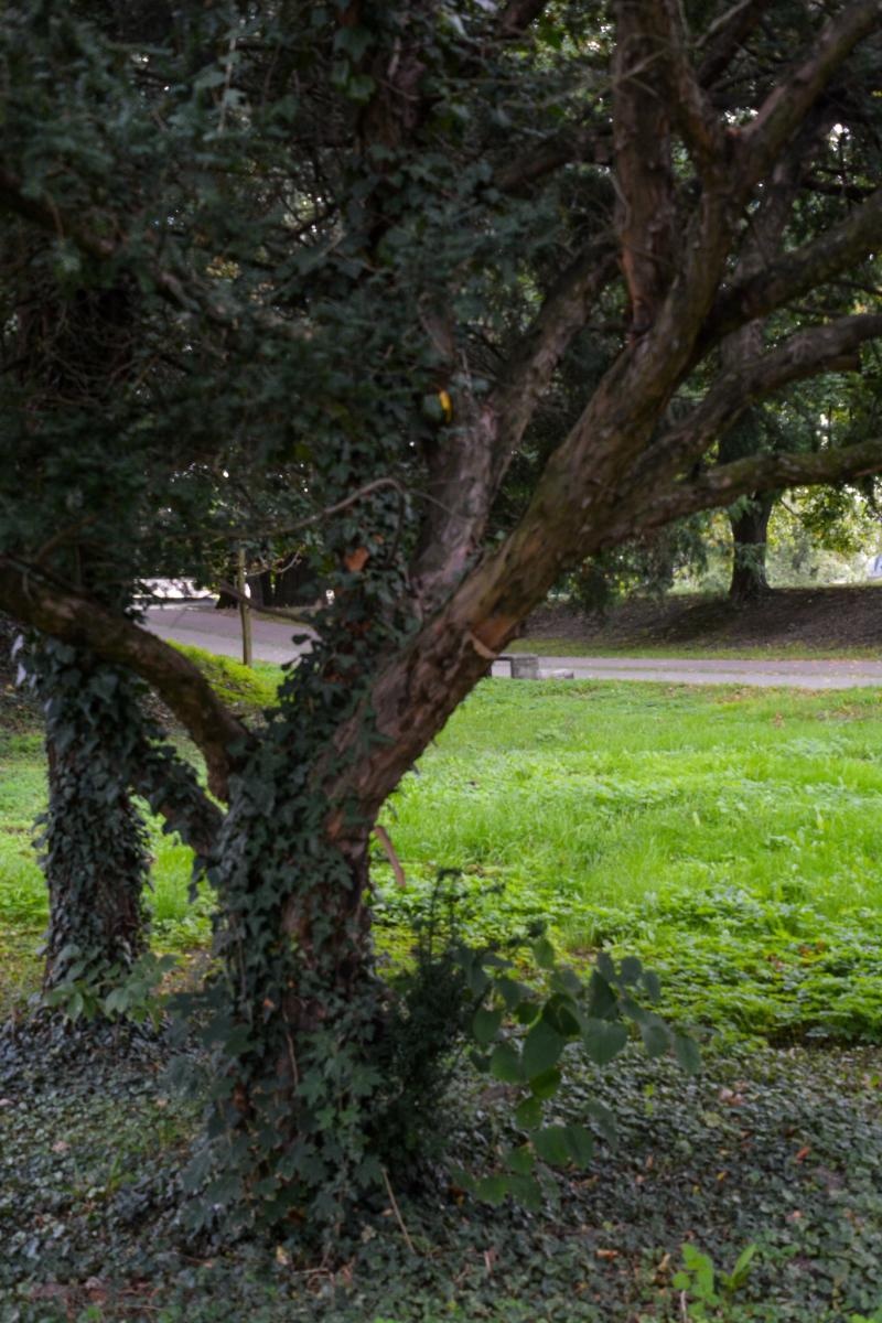 Zdjęcie w galerii na portalu naszraciborz.pl: Dziedziniec Zamku Piastowskiego będzie częściowo zadaszony. W drodze kolejne projekty i otwarcie restauracji wiadomości z regionu