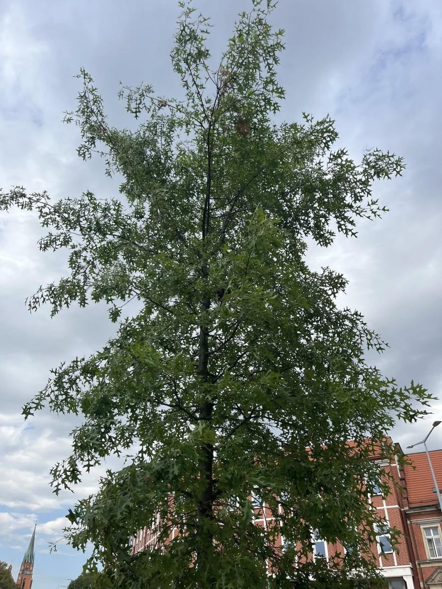 Zdjęcie w galerii na portalu naszraciborz.pl: Donice i drzewa przed dworcem PKP w Raciborzu. Radny pokazuje jak miało być i pyta o koszty wiadomości z regionu