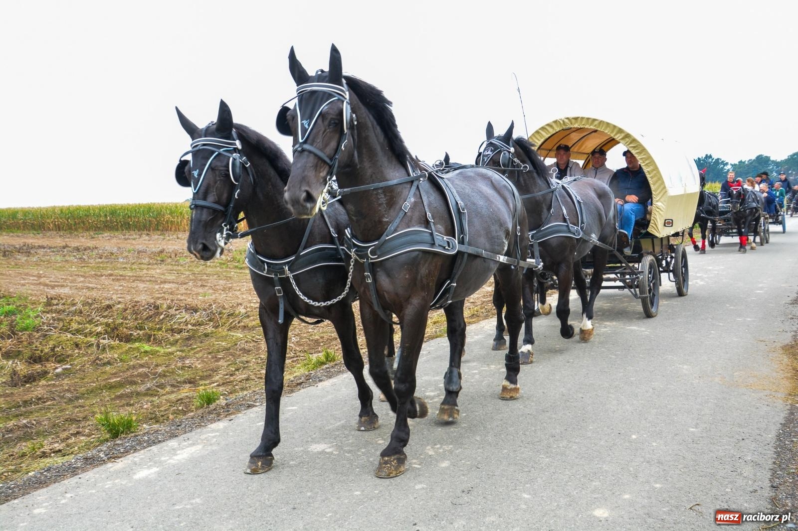 Zdjęcie w galerii na portalu naszraciborz.pl: Hubertus w Żerdzinach – emocje na końskim grzbiecie i nowe atrakcje dla miłośników jeździectwa wiadomości z regionu