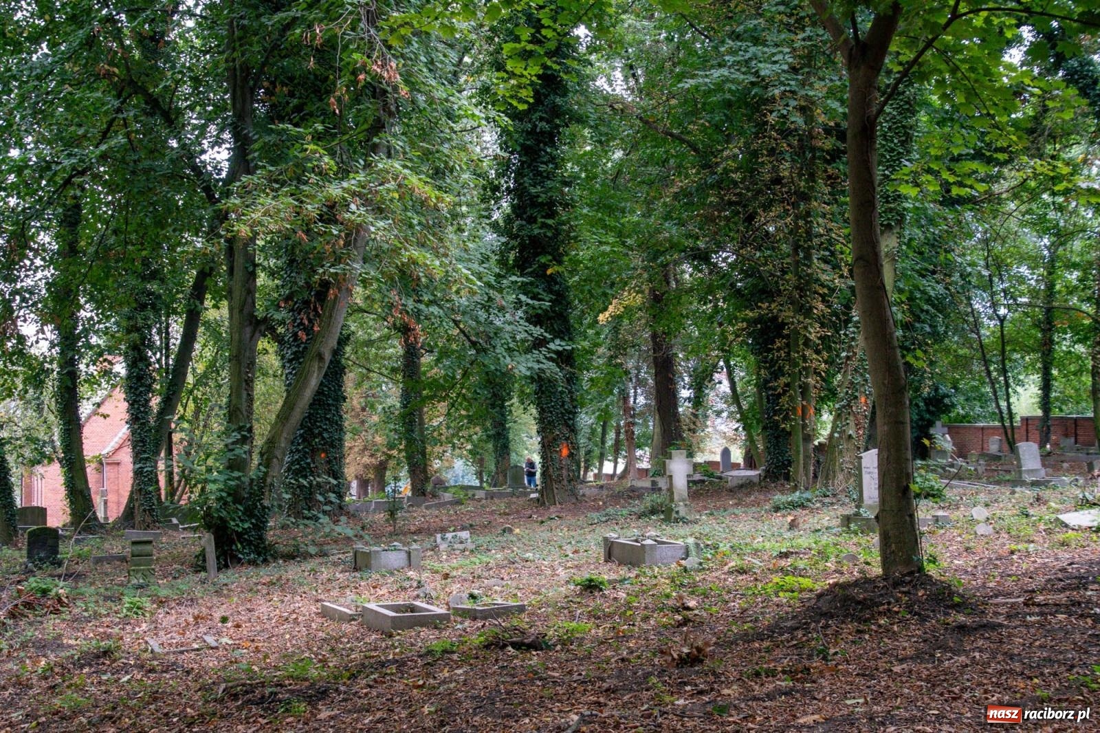 Zdjęcie w galerii na portalu naszraciborz.pl: Ile w nas pamięci, tyle w nas przyszłości. Ewangelicki cmentarz odkryty na nowo [FOTO i WIDEO] wiadomości z regionu