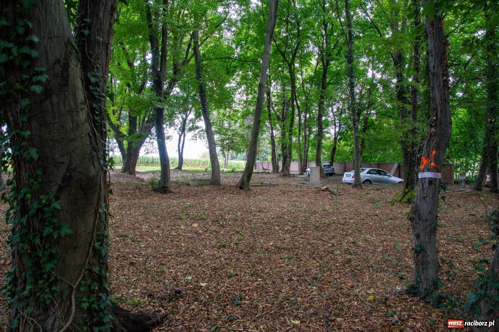 Zdjęcie w galerii na portalu naszraciborz.pl: Ile w nas pamięci, tyle w nas przyszłości. Ewangelicki cmentarz odkryty na nowo [FOTO i WIDEO] wiadomości z regionu