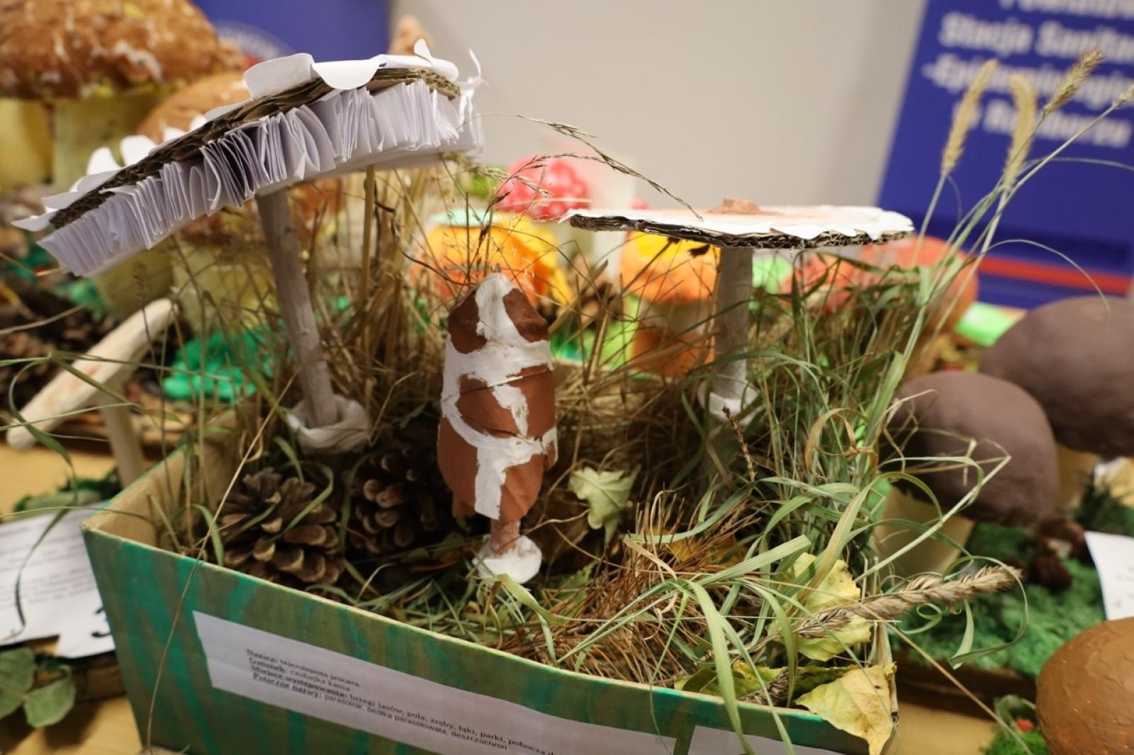 Zdjęcie w galerii na portalu naszraciborz.pl: Rozstrzygnięcie konkursu Bezpieczne Grzybobranie 2025 wiadomości z regionu