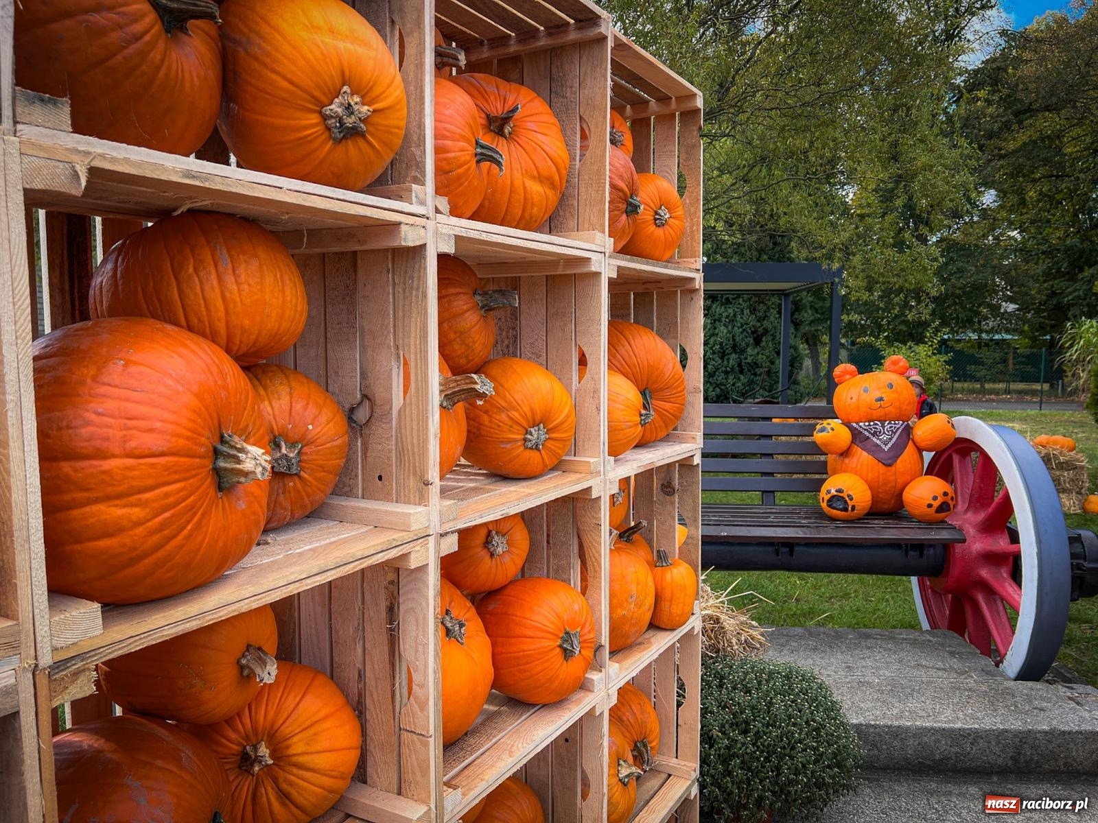 Zdjęcie w galerii na portalu naszraciborz.pl: Dyniowa Stacja Rudy – jesienna atrakcja dla całej rodziny wiadomości z regionu