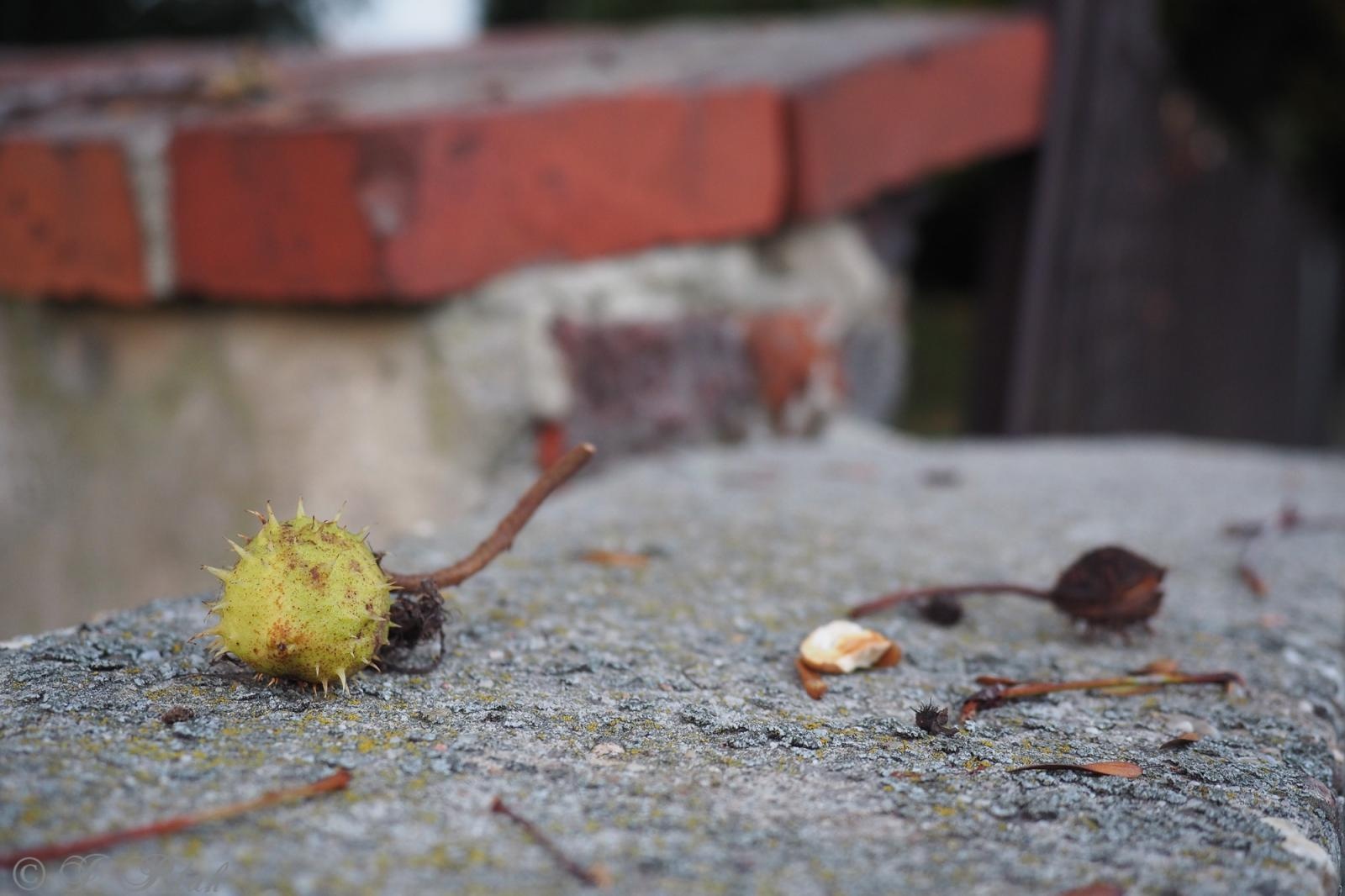 Zdjęcie w galerii na portalu naszraciborz.pl: Raciborski kasztanowiec zakwitł w październiku. To nie magia, a sygnał ostrzegawczy natury [FOTO] wiadomości z regionu