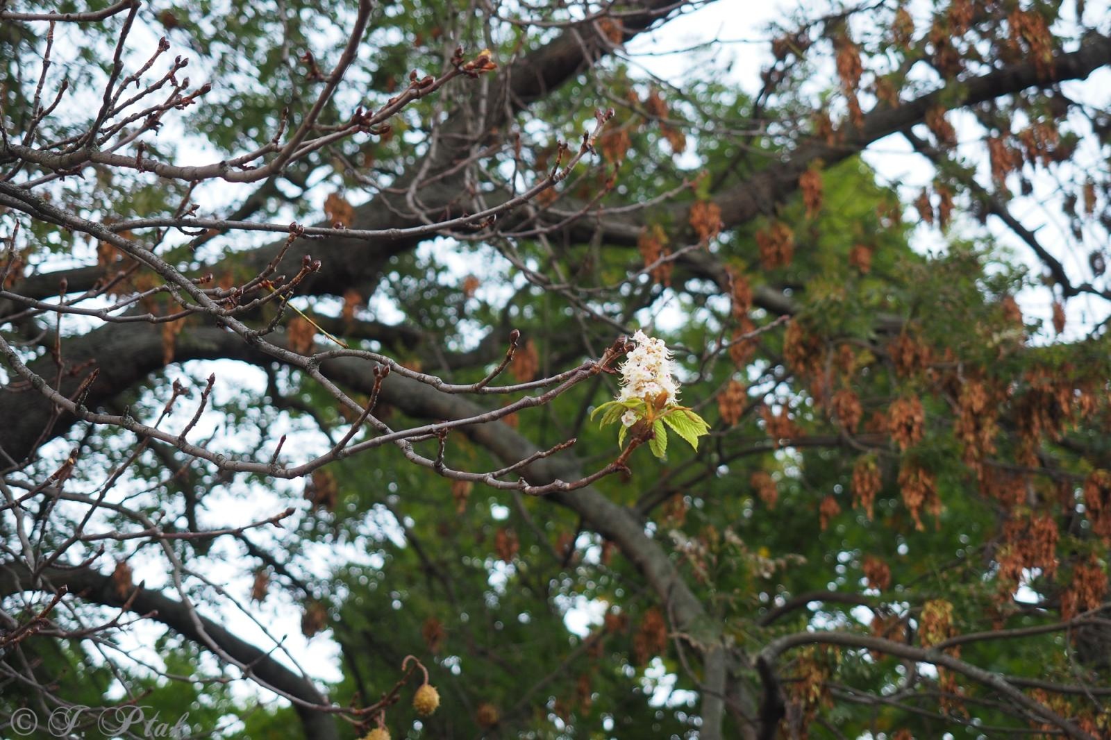 Zdjęcie w galerii na portalu naszraciborz.pl: Raciborski kasztanowiec zakwitł w październiku. To nie magia, a sygnał ostrzegawczy natury [FOTO] wiadomości z regionu