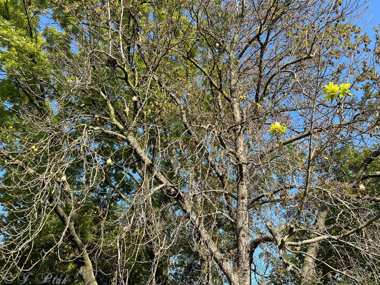 Zdjęcie w galerii na portalu naszraciborz.pl: Raciborski kasztanowiec zakwitł w październiku. To nie magia, a sygnał ostrzegawczy natury [FOTO] wiadomości z regionu