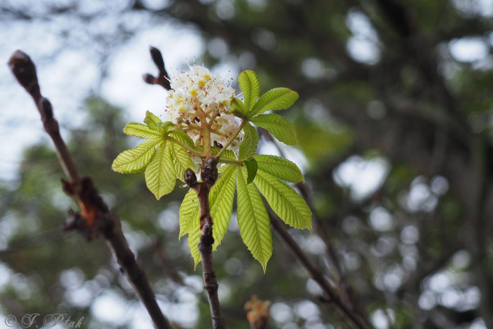 Zdjęcie w galerii na portalu naszraciborz.pl: Raciborski kasztanowiec zakwitł w październiku. To nie magia, a sygnał ostrzegawczy natury [FOTO] wiadomości z regionu